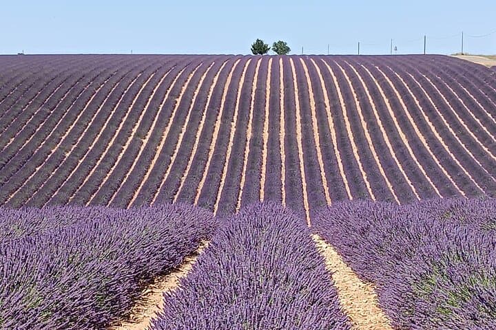 Provencal Elegance: Lavender Fields, Olive Oil Tasting & Pistachio Boutique in Valensole photo 4