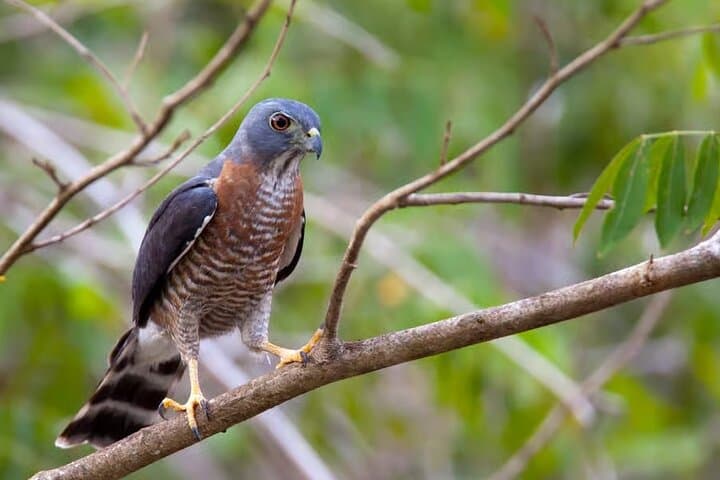 Birding Ghana: 7-Day Rainforest Canopy & Wildlife Tour photo 3
