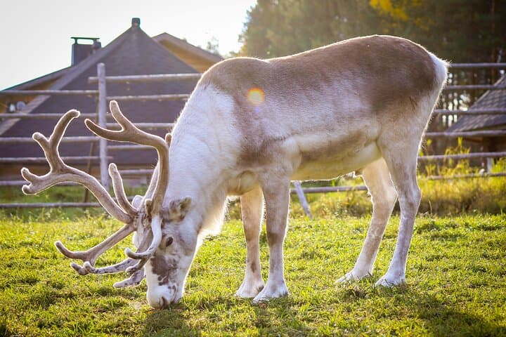 Reindeer Farm and Ranua Wildlife Park: Full-Day Arctic Wildlife Experience from Rovaniemi