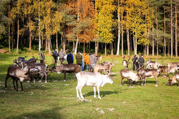 Reindeer Farm and Ranua Wildlife Park: Full-Day Arctic Wildlife Experience from Rovaniemi photo 4