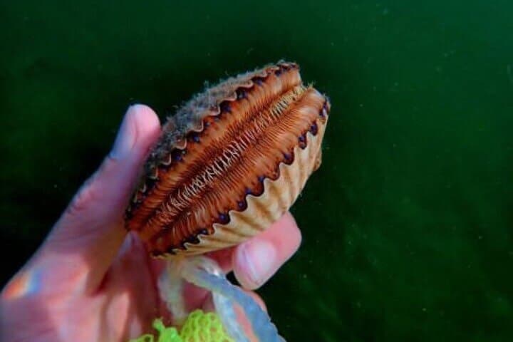 Ultimate Private Scalloping Adventure in Crystal River: Explore Florida’s Underwater Playground