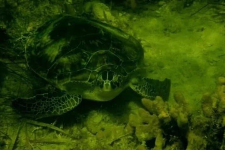 Ultimate Private Scalloping Adventure in Crystal River: Explore Florida’s Underwater Playground photo 3