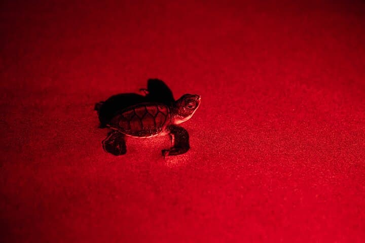 Night Sea Turtle Watching from Tamarindo — Playa Minas Nesting Tour photo 3