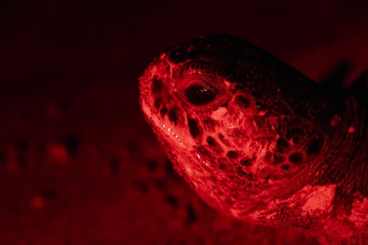 Night Sea Turtle Watching from Tamarindo — Playa Minas Nesting Tour photo 5