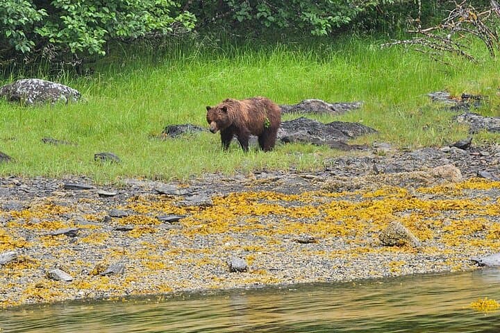 Sitka E-Bike Rentals — Self-Guided Coastal Rides & Wildlife Viewing photo 4