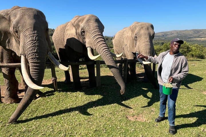 Addo Elephant Encounter & Giraffe Walk: Full-Day Tracking Safari from Port Elizabeth