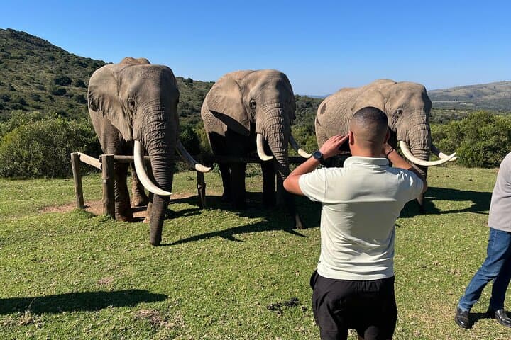 Addo Elephant Encounter & Giraffe Walk: Full-Day Tracking Safari from Port Elizabeth photo 4