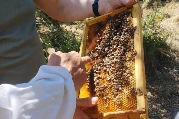 Zakynthos Bee Kingdom: Hands-On Beekeeping Experience in Tsilivi