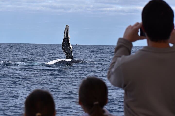 Augusta Whale Watching: Humpback & Southern Right Whale Cruises (May–Aug) photo 4