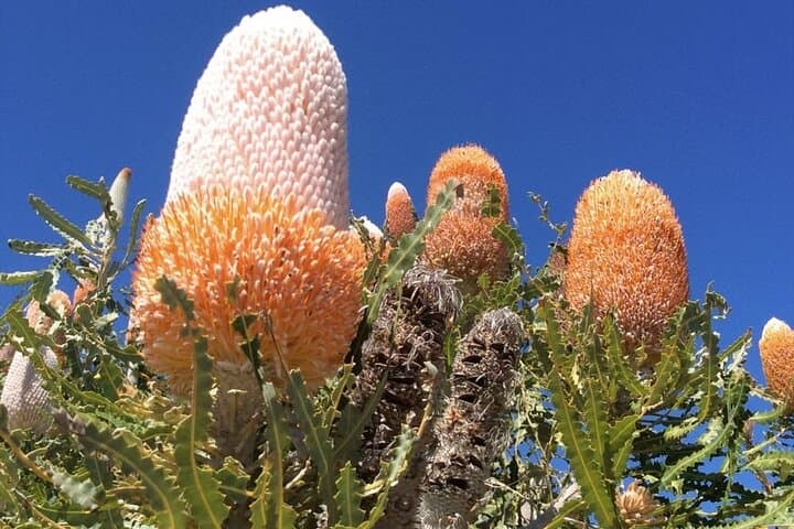 Pinnacles Day Tour from Perth — Yanchep, Nambung Pinnacles & Lancelin Dunes photo 4