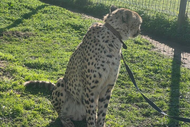 Somerset West Cheetah Outreach: Up-Close Conservation Tour & Cheetah Runs photo 6