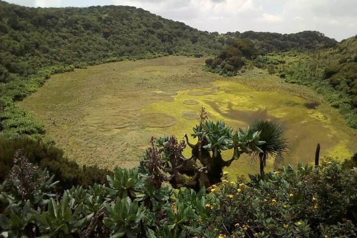Mount Gahinga Day Hike: Volcano Summit, Bamboo Forest & Wildlife photo 3