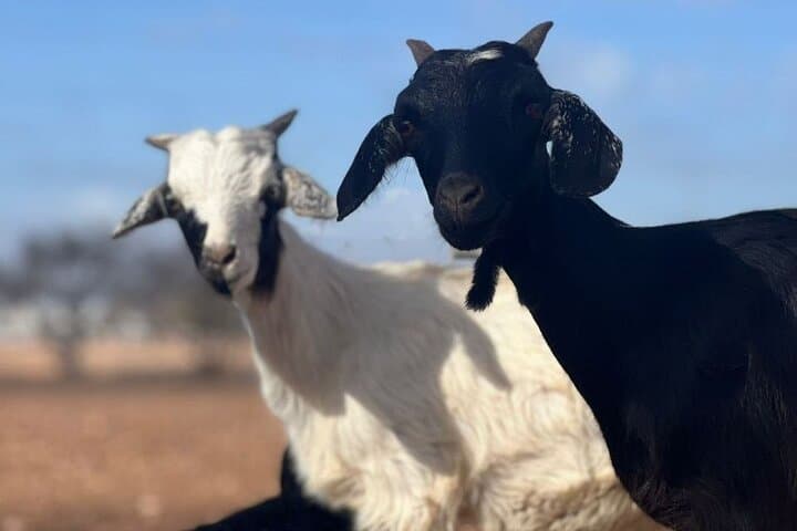 Agadir Morning Excursion: See Goats in Argan Trees, Argan Co-ops & Medina Walk photo 5