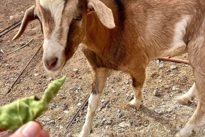 Agadir Morning Excursion: See Goats in Argan Trees, Argan Co-ops & Medina Walk photo 6