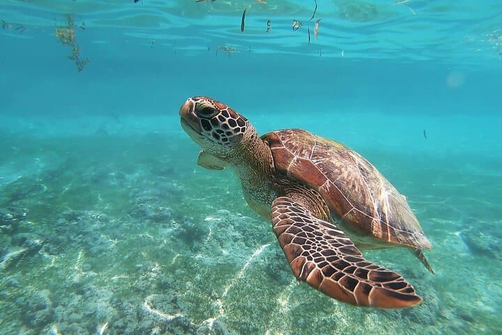 San Juan Snorkel with Sea Turtles — Videos & Gear Included photo 2