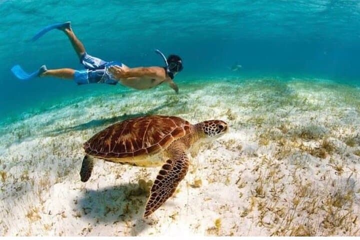 San Juan Snorkel with Sea Turtles — Videos & Gear Included photo 1