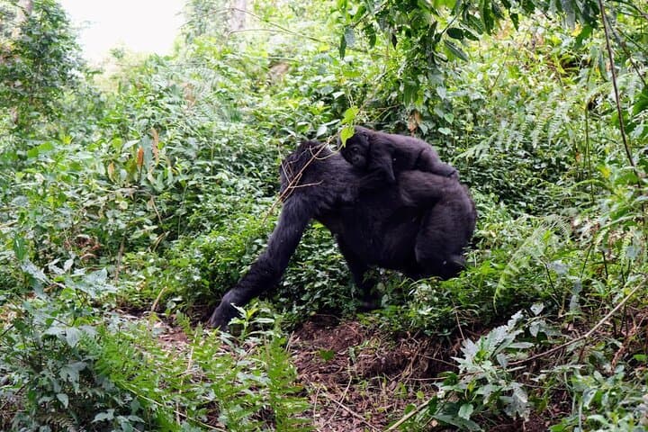 3-Day Gorilla Trekking in Bwindi and Golden Monkeys at Volcanoes National Park photo 4