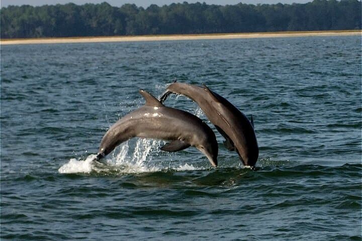 Intro to Stand Up Paddling on Hilton Head: Learn SUP in the Salt Marsh photo 4