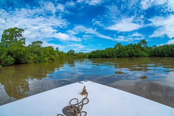 Mangrove Bird Watching and Seabirds Tour in Puntarenas — Dolphins, Mangroves & Isla San Lucas photo 2