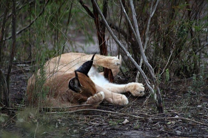 Sariska Wildlife and Heritage Escape from Delhi - 2-Day Private Jeep Safaris photo 3