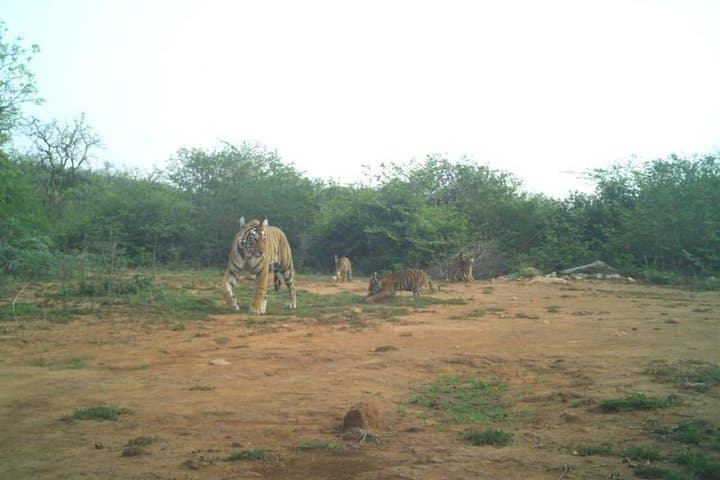 Sariska Wildlife and Heritage Escape from Delhi - 2-Day Private Jeep Safaris photo 2