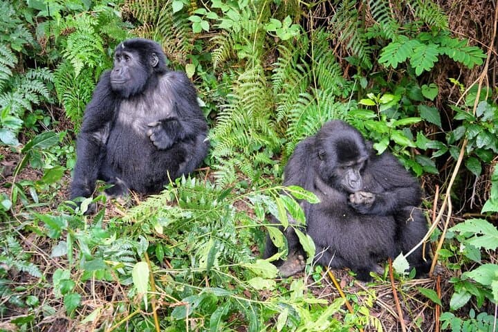 3-Day Gorilla Trekking in Bwindi and Golden Monkeys at Volcanoes National Park photo 3