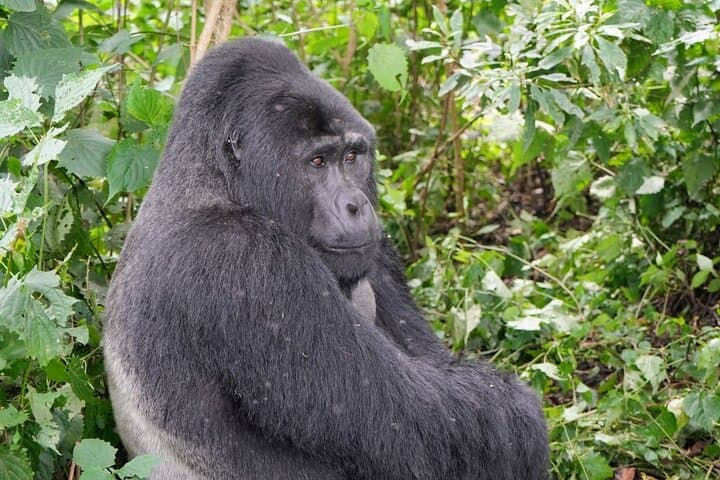 3-Day Gorilla Trekking in Bwindi and Golden Monkeys at Volcanoes National Park photo 5