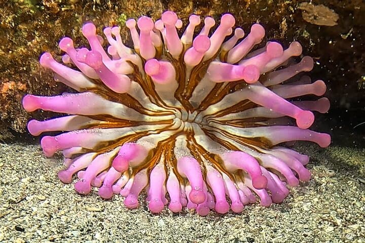 Beginner Scuba Diving in Lanzarote: 2 Guided Dives from Costa Teguise photo 3