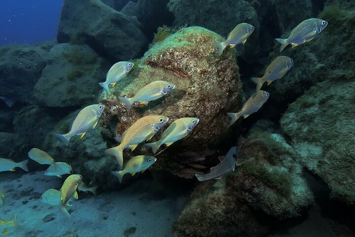 Beginner Scuba Diving in Lanzarote: 2 Guided Dives from Costa Teguise photo 6