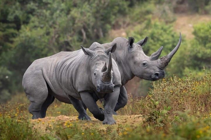 2-Day Safari From Cape Town to BotliersdrifT & Botlierskop — Overnight Oudtshoorn Safari