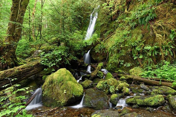 Seattle to Hoh Rainforest, Ruby Beach & Olympic National Park Day Trip photo 4