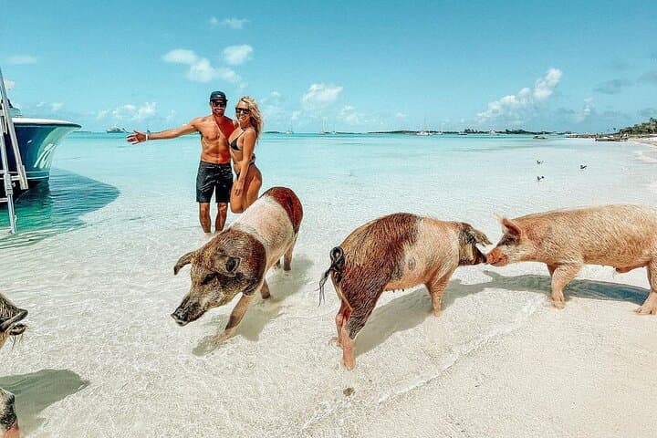 Full-Day Exuma Swimming Pigs Tour From Nassau: Iguanas, Sharks & Sandbars