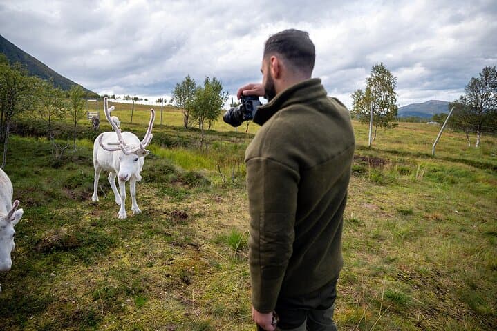 Sami Reindeer Experience from Svolvær: Meet Herders & Feed Reindeer photo 5