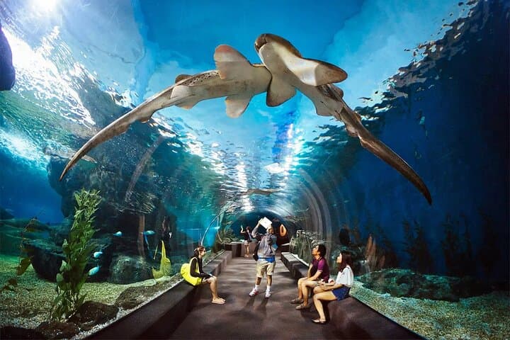 Explore Pattaya Underwater World: Aquarium Tickets with Private Transfer