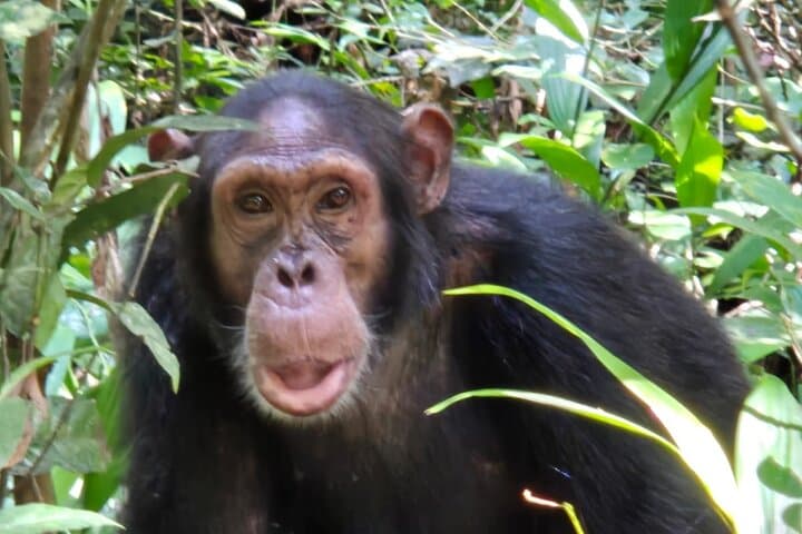 3-Day Gorilla Trek in Uganda: Bwindi Tracking, Lake Bunyonyi & Batwa Culture photo 2