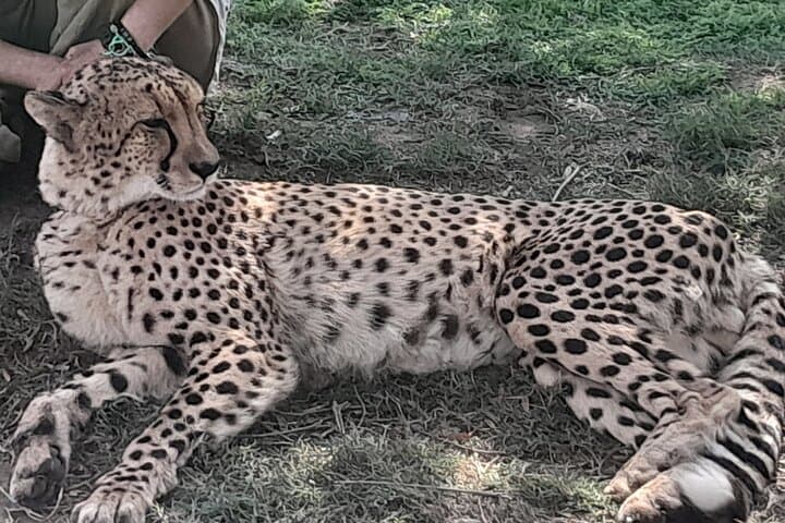 Cheetah Encounter, Giraffe Feeding & Stellenbosch Wine Tasting — Cape Town Day Tour