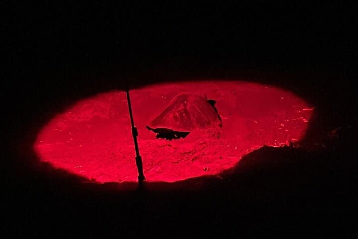 Samara Sea Turtle Nesting & Hatching Tour at Corozalito (Night Walk) photo 2