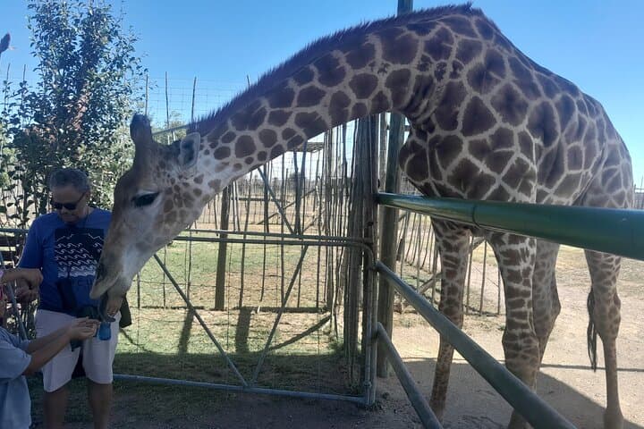 Cheetah Encounter, Giraffe Feeding & Stellenbosch Wine Tasting — Cape Town Day Tour photo 6