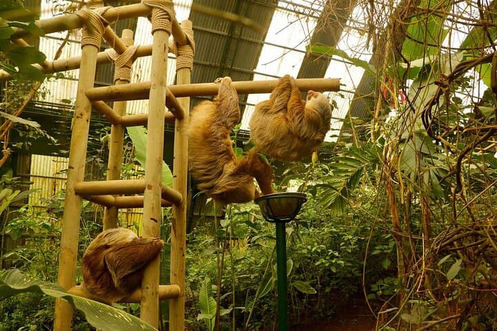 Monteverde Cloud Forest & Sloth Sanctuary Day Trip from Puntarenas photo 4