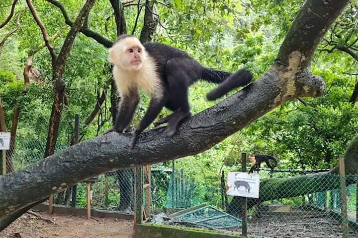 Roatán Sloth Sanctuary, Chocolate & West Bay Beach Day Trip photo 2