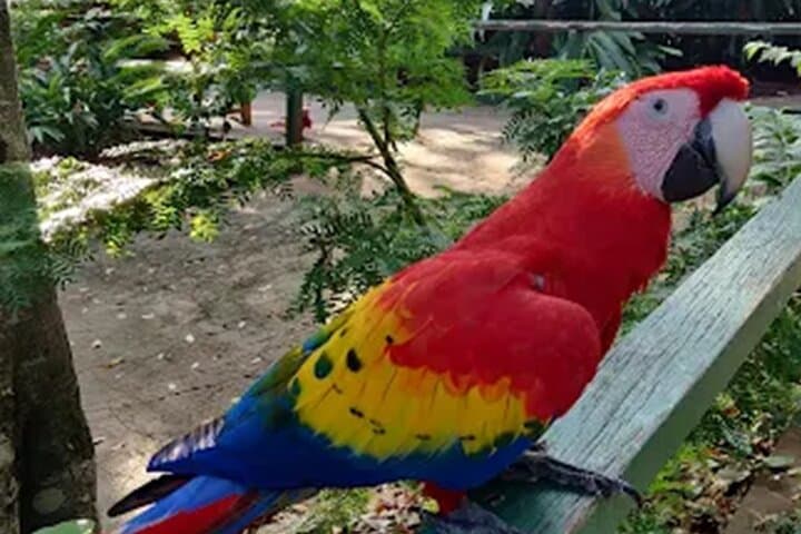 Roatán Sloth Sanctuary, Chocolate & West Bay Beach Day Trip photo 3