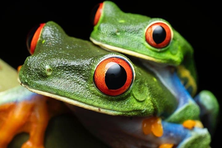Sarapiquí Rainforest Night Walk — Guided Wildlife Tour in Costa Rica photo 4