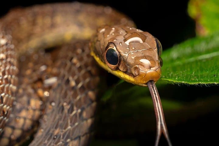 Sarapiquí Rainforest Night Walk — Guided Wildlife Tour in Costa Rica photo 3