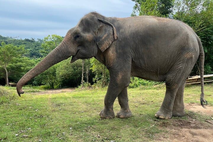 Half-Day Ethical Elephant Sanctuary Experience in Koh Samui photo 5