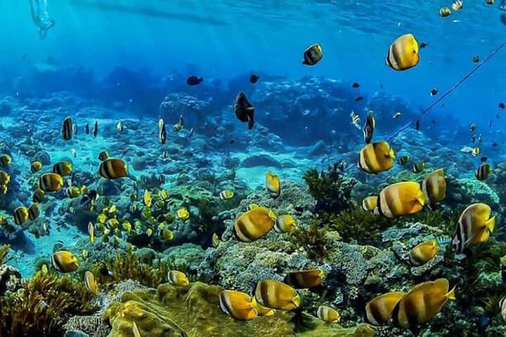 Nusa Penida Snorkeling with Manta Rays: 4-Spot Day Trip from Bali photo 2
