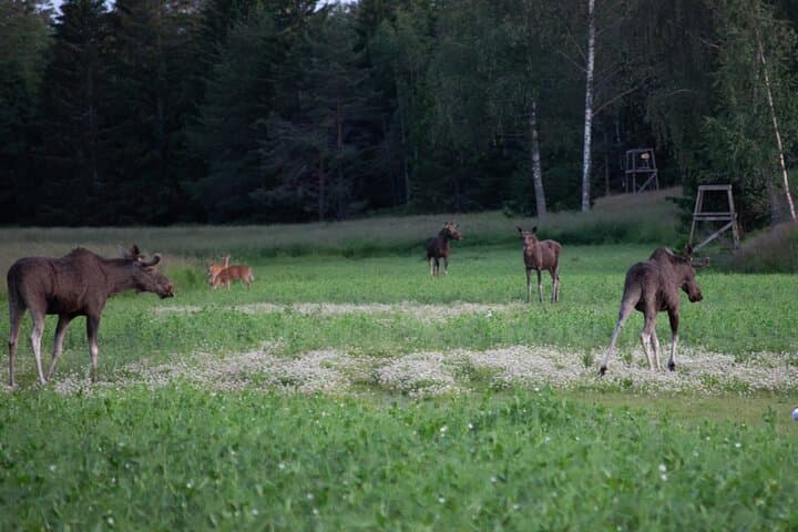 Helsinki Moose Safari & Campfire Dinner on Porkkala Peninsula photo 4