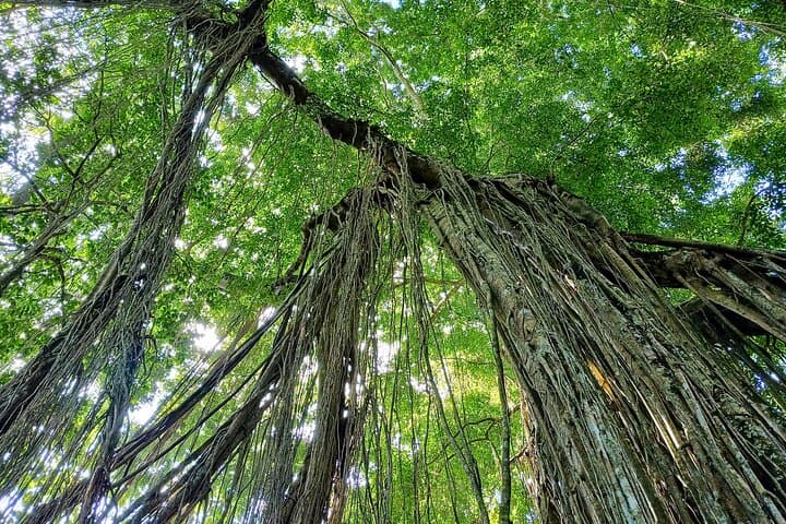 Ubud Monkey Forest Guided Walking Tour: Sacred Monkeys, Temples & Cultural Insights photo 4
