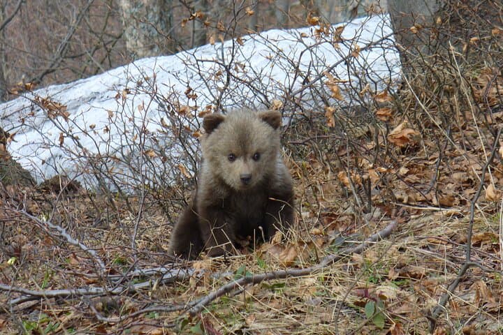 Hike and Bear-Watch in the High Tatras: Podbanské Guided Tour photo 6