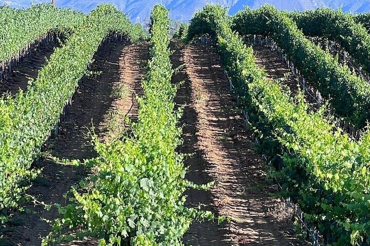 Private Temecula Wine Tour from Encinitas — Full-Day Vineyard Tasting Experience photo 3
