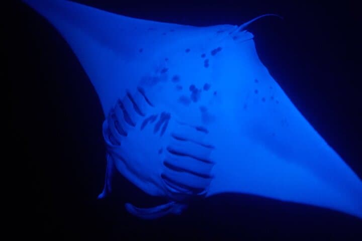 Kona Manta Magic: Small-Group Night Snorkel with Manta Rays photo 5